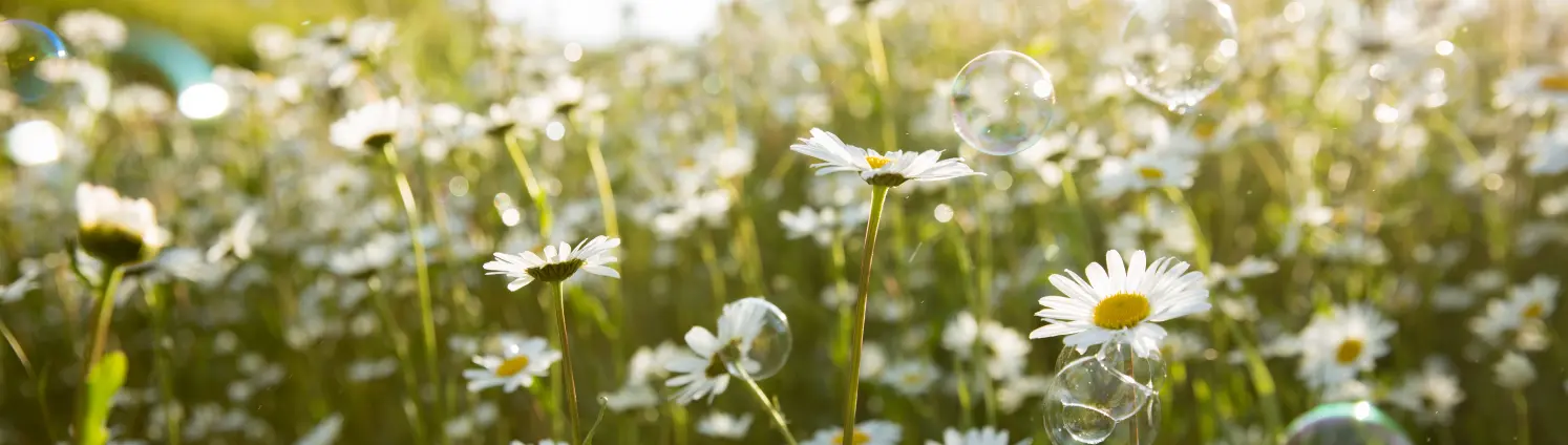 Eine Blumenwiese mit vielen Gänseblümchen und herumfliegenden Seifenblasen