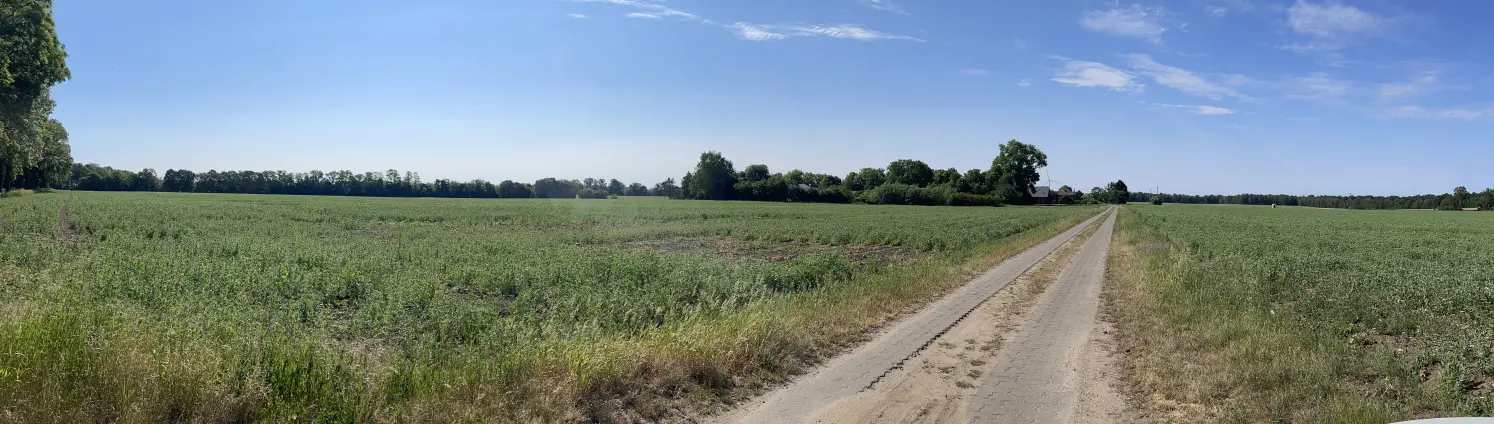 Ein Brandenburger Feldweg bei Sonnenschein unter blauem Himmel
